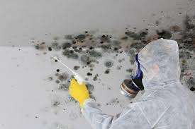 Why You Should Choose Our Mold Remediation Services in Waupun, WI